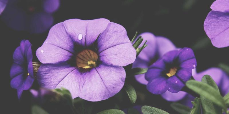 跨境赌博网站披上‘技术伪装’外衣?扬州网警发布识别指南,这五大陷阱要警惕!